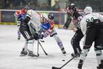 Eisbären zu Gast beim Meister